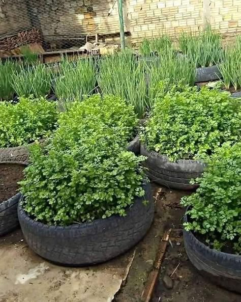 Home Vegetable Garden Design, Small Vegetable Gardens, Vegetable Garden Planning, Vegetable Garden Diy, Indoor Vegetable Gardening, Backyard Vegetable Gardens, Veg Garden, Backyard Farming, Home Vegetable Garden