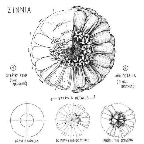 Zinnia Flowers Drawing, Thistle Drawing, Scared Me, Botanical Line Drawing, Flower Line Drawings, Flower Drawing Tutorials, Flowers Drawing, Zinnia Flowers, Flower Art Drawing