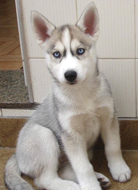 Grey and white husky with blue eyes! My fav:) Husky Puppies, Siberian Husky Puppies, Siberian Huskies, A Husky, Husky Puppy, Husky Dogs, Siberian Husky, Dogs Puppies, Adorable Animals