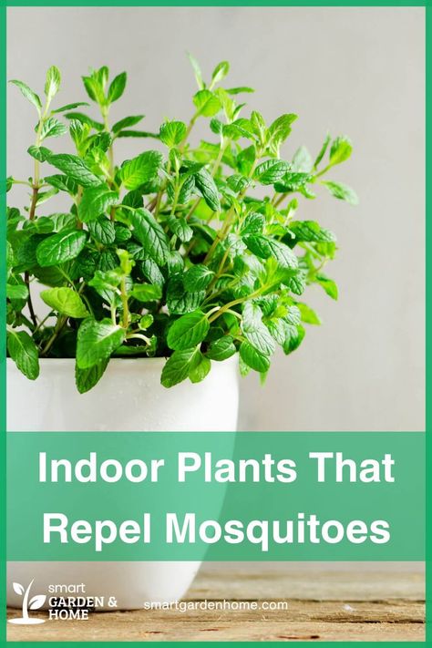 Brighten your home and keep mosquitoes away with these amazing indoor plants! Basil, garlic, and lavender are just a few that not only add beauty to your space but also help repel those pesky insects naturally. Enjoy a mosquito-free environment with these easy-to-grow, fragrant plants! Visit Smart Garden and Home for more tips. Anti Mosquito Plants, Indoor Mosquito Repellent, Plants That Repel Mosquitoes, Citronella Plant, Composting Methods, Houseplants For Beginners, Mosquito Plants, Mosquito Repelling, Best Houseplants