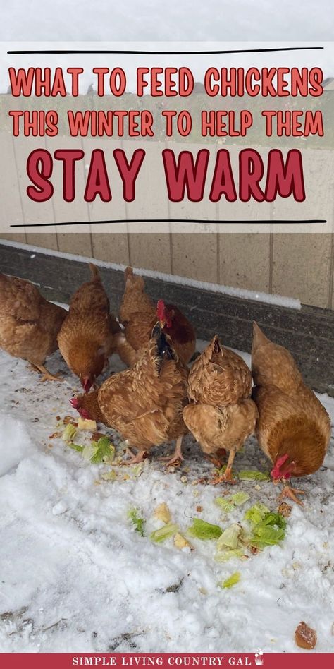 Find out the best foods for chickens in winter to help them stay warm and produce eggs. This simple guide shows how to feed your flock to keep them strong during cold weather. Keep your hens healthy and laying with these top winter feeding tips for backyard chicken keepers. How To Keep Chickens Laying In Winter, Chickens Winter Care, Herbs To Plant Around Chicken Coop, How To Keep Chickens Healthy, Chicken Coop Cover Ideas, Chicken Care In Winter, Best Food For Chickens, Chicken Coop Designs For Cold Weather, Feeding Chickens In Winter