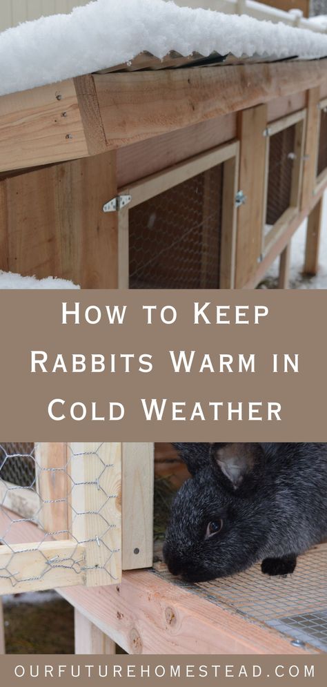 How to Keep Your Rabbits Warm in Cold Weather - Our Future Homestead Keeping Rabbits, Pet Rabbit Care, Rabbit Farm, Meat Rabbits, Raising Rabbits, Winter Hacks, Rabbit Cage, Rabbit Care, Pet Rabbit