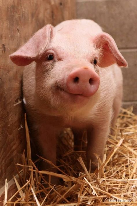 Mini Pigs, Twitter Tweets, Cute Piggies, Pet Pigs, Baby Pigs, This Little Piggy, Down On The Farm, Cute Pigs