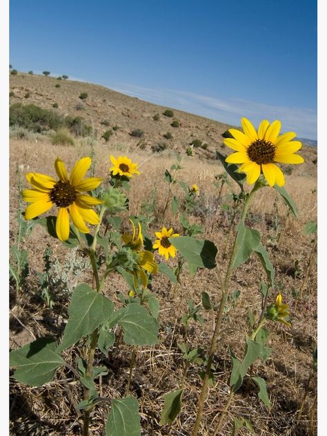 Utah Plants, Arizona Flowers, Utah Gardening, Planting Grass, Succulent Landscape Design, Hot Desert, Succulent Landscaping, Yellow Watercolor, Types Of Succulents