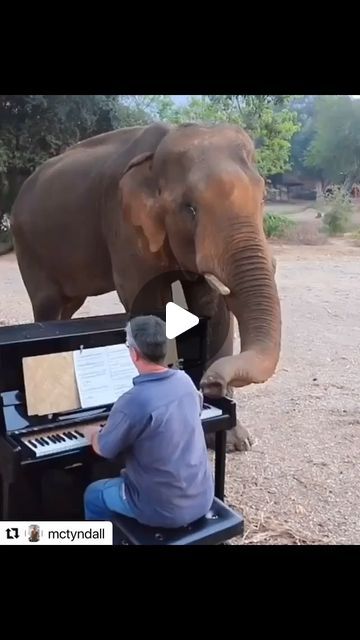 Pianist on Instagram: "Arguably the most heart warming video you’ll see all week 🥹

This is Paul Barton, a British pianist and teacher who lives in Thailand, playing Beethoven’s ‘Pathétique’ Sonata for a rescued elephant! 

Paul has been living in Thailand since the 90s. Alongside his online piano teaching, he runs an elephant sanctuary called Elephants World where he rescues injured and often orphaned elephants. 

Check out the full story via the link in our bio ☝🏽
.
.
.
.
.
.
.
.
.
.
#paulbarton #pianoreel #instareel #pianostory #pianovideo #pathetique #pathetiquesonata #beethoven #elephantsanctuarythailand #pianoelephant" Elephant Sanctuary Thailand, Elephant World, Piano Video, Elephant Sanctuary, Animal Babies, Piano Teaching, Heart Warming, An Elephant, Amazing Animals