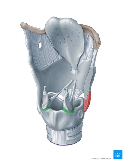 Synovial Joints, Joints Anatomy, Anatomy Medical, Retro Art Prints, Biology Facts, Medical Student Study, Medical Illustrations, Muscle Anatomy, Event Program