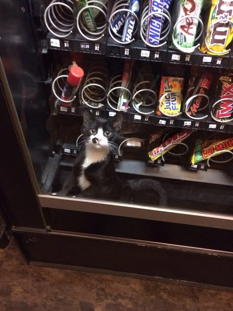 Kitten Vending Machines are the Future Funny Cat Memes, Funny Animal Memes, Memes Humor, I Love Cats, Silly Cats, Funny Animal Pictures, Meow Meow, Cat Litter, Kitty Cats