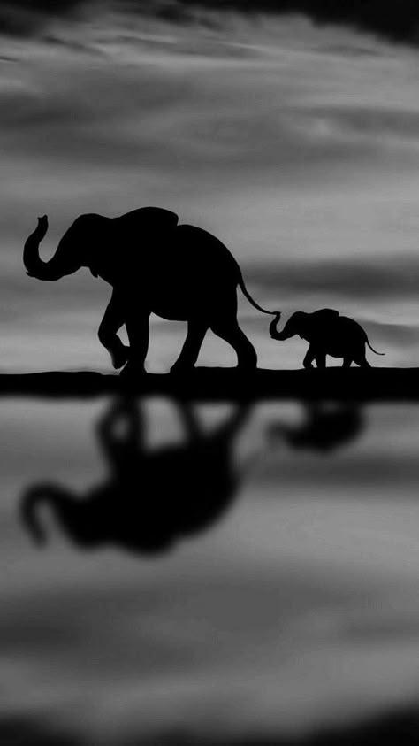 Elephant Phone Wallpaper, Black And White Animal Photography, All About Elephants, Elephant Background, Elephant Photography, Elephant Wallpaper, Elephant Artwork, Elephant Images, Elephants Photos