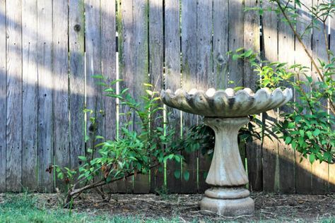 Landscape With Bird Bath, Bird Bath Garden Front Yards, Landscaping Around Birdbath, Large Bird Bath Ideas, Bird Bath Placement, Flowers Around Bird Bath, Bird Bath In Landscaping, Bird Baths In Garden, Bird Bath Garden Flower Beds