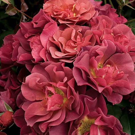 Iceberg Climbing Rose, Plants For Backyard, St Cecilia, Floribunda Roses, Rose Delivery, Rose Belle, Rose Care, Types Of Roses, Shrub Roses