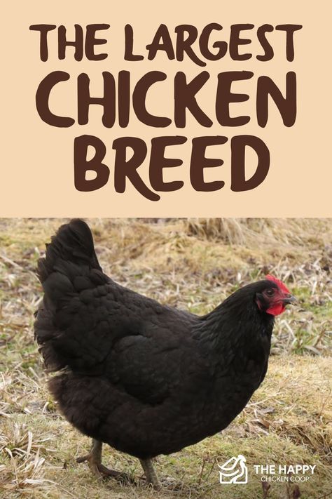 Black Silkie Chicken, Largest Chicken Breed, Chicken Colors, Chicken Breeds Chart, Best Chicken Breeds, Jersey Giant, Araucana Chickens, Chicken Facts, Heritage Chickens