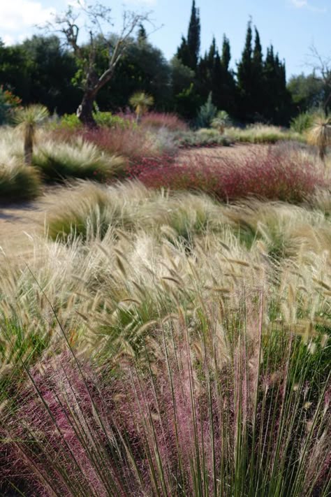 Ornamental Grass Garden, Design Terrace, Garden Grasses, Amazing Landscaping Ideas, Grass Garden, Denver Botanic Gardens, Prairie Garden, Ornamental Grass, Meadow Garden