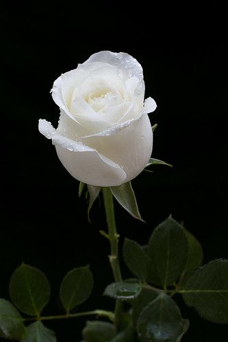 Rosa branca | White rose | Julia Carvalho | Flickr Baby's Breath Wedding Flowers, Dove Pictures, Happy Wallpaper, Good Morning Beautiful Images, Fall Wedding Bouquets, Wallpaper Nature Flowers, Beautiful Rose Flowers, Flower Phone Wallpaper, Fancy Diamonds