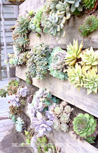 Furniture and art made out of wood pallets are popping up more and more these days. They’re all over Pinterest, and I have to admit, there are some pretty amazing things you can make using wood pallets. One of the greatest things about working with pallets is that you can usually find them for freeContinue Reading... Succulent Wall Garden, Vertical Succulent Gardens, Pallet Projects Garden, Easy Gardening, Vertical Vegetable Garden, Succulent Garden Diy, Hanging Succulents, Vertical Gardens, Walled Garden