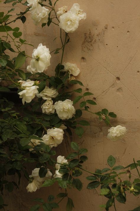 White Roses Near the Concrete Wall · Free Stock Photo