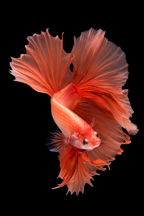 Beautiful Tropical Fish, Goldfish Art, Betta Fish Types, Pink Jellyfish, Pretty Fish, Beta Fish, Carpe Koi, Halfmoon Betta, Beautiful Sea Creatures