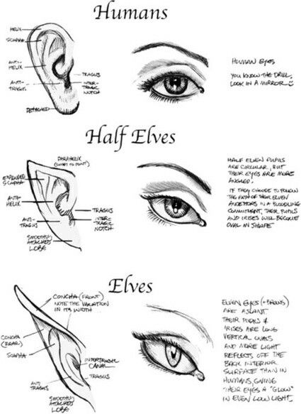 Types of Ears and Eyes, Humans, Half Elves, Elves, text; How to Draw Manga/Anime Eye Drawings, Tattoo Patterns, Draw Human, Drawing Hands, Human Eyes, Elves Fantasy, 얼굴 드로잉, Drawing Eyes, Drawing Hair