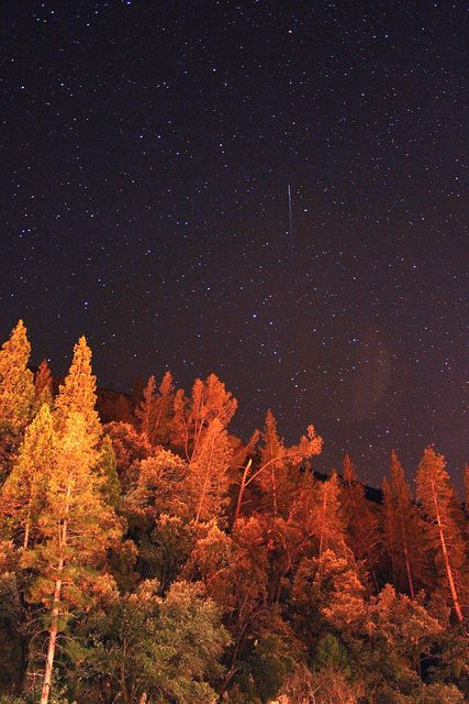 Yosemite by Abby Alcala Orange Leaves, The Night Sky, Bright Orange, Night Sky, Trees, Orange, Stars