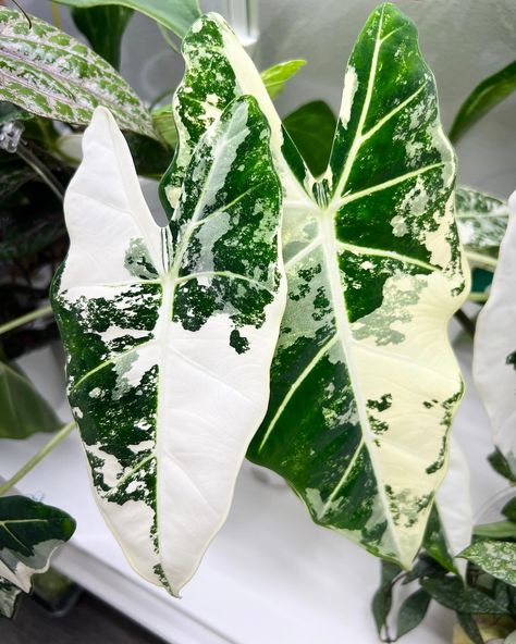 Alocasia Frydek Variegated Rare Houseplant Alocasia Frydek Variegated, Frydek Variegated, Variegated Alocasia, Alocasia Frydek, Alocasia Plant, Plant Wishlist, Variegated Plants, Indoor Jungle, Rare Plants