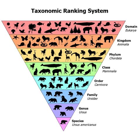 Plant & Animal Classification Guide (Biological Taxonomy) – Fauna Facts Taxonomy Biology Notes, Animal Taxonomy, Taxonomy Classification, Taxonomy Biology, Classification Of Animals, Taxonomic Classification, Ged Study, Animal Management, Job Wishes