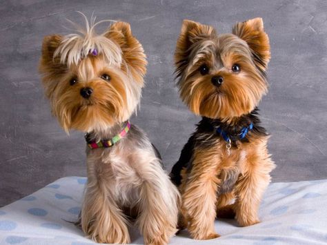 Yorkie Haircuts Pictures, You need to regularly bathe, shampoo, condition and brush them, and that is only to maintain their fur. Their nails also need to Yorkie Puppy Haircuts, Miniature Yorkshire Terrier, Yorkshire Terrier Grooming, Yorkie Haircut, Yorkie Cuts, Yorkie Hair, Yorkie Hairstyles, Puppy Haircut, Yorkie Haircuts