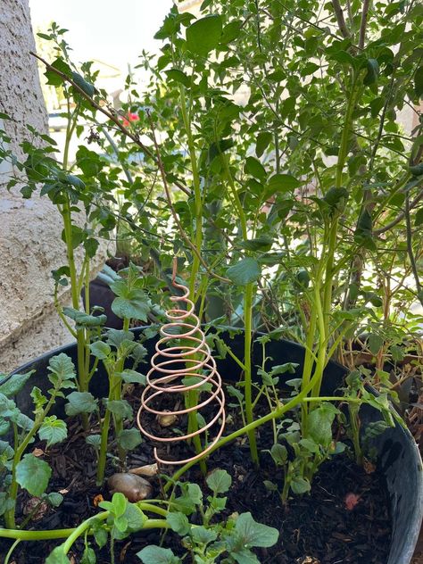 Electroculture Gardening Diy, Electromagnetic Gardening, Electro Culture Gardening, Lakhovsky Coil, Electro Culture Farming, Electroculture Gardening, Pyramid Healing, Copper Electroforming, Permaculture Gardening