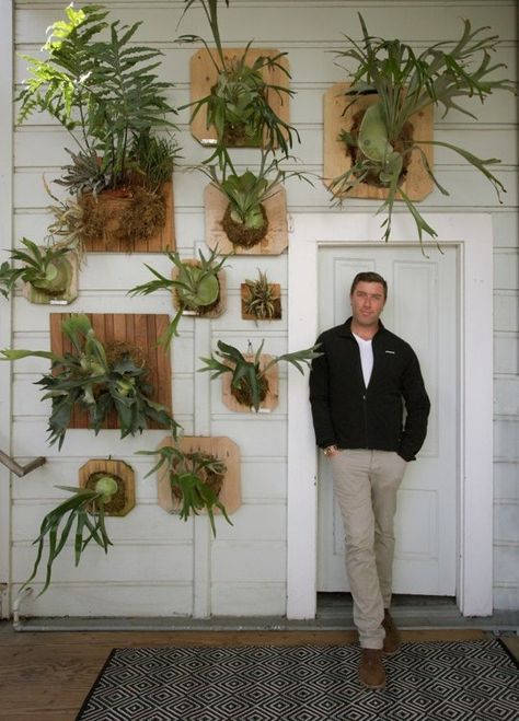 7 Rooms That Will Make You Want a Staghorn Fern | Apartment Therapy Flora Grubb, Diy Hanging Planter, Plants Hanging, Living Fence, Staghorn Fern, Plant Wall, Hanging Planters, Vertical Garden, Dream Garden