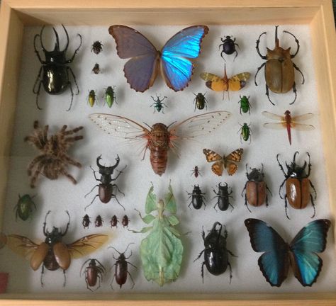 My first insect case. Bugs In Frames, Bug Collection Aesthetic, Insect Collection Display, Bug Display Case, Insect Room Decor, Pinned Bug Display, Pinned Insects Display, Bug Pinning Display, Bug Collection Display