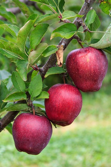 Harvest Time | by mattbpics Apple Tree From Seed, Tree House Drawing, Apple Plant, Fruits And Vegetables Pictures, Fruit World, Apple Benefits, Red Delicious Apples, Vegetable Pictures, Growing Fruit Trees