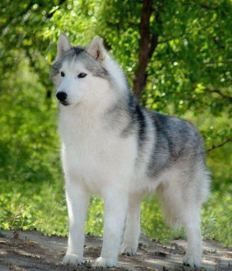 Siberian Husky Female Hollisay Husky Female, White Siberian Husky, Husky Breeds, Alaskan Husky, Cute Husky, Husky Lover, Siberian Husky Dog, Siberian Huskies, Cute Dog Pictures