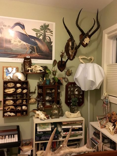 Oddity Room, Oddities Decor, Taxidermy Decor, Cabinet Of Curiosity, Vulture Culture, Cabinet Of Curiosities, Room Goals, Gothic Decor, Gothic House