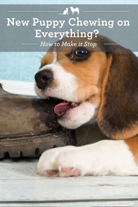 Puppy Tips, House Training Puppies, Puppies Tips, Pet Tips, Easiest Dogs To Train, Dog Behavior Problems, Dog Training Classes, Make It Stop, House Training Dogs