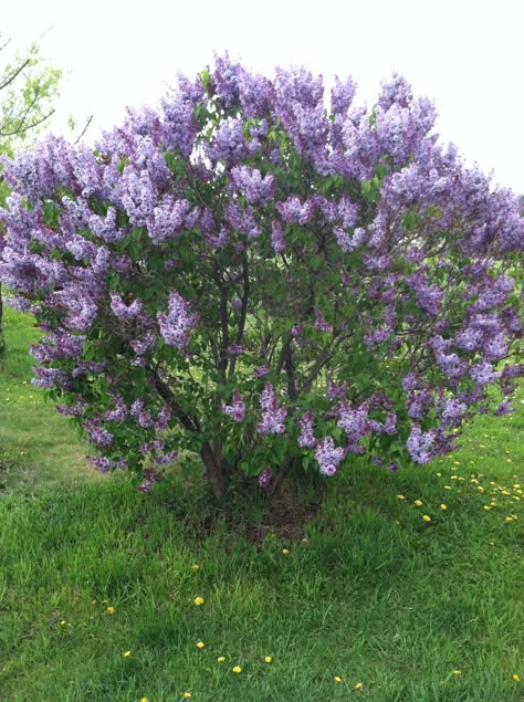 Lilac Garden Landscapes, Lilac Trees, Common Lilac, Lilac Plant, Flowers Lilac, Bush Garden, Syringa Vulgaris, Plants Beautiful, Lilac Bushes