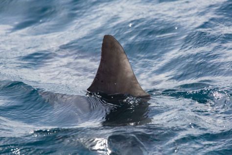 Shark fin in ocean San Onofre Beach, Shark Film, Sharks Swimming, Scuba Equipment, Healthy Vegan Food, Deadly Animals, Species Of Sharks, Cape Cod Beaches, Marsa Alam