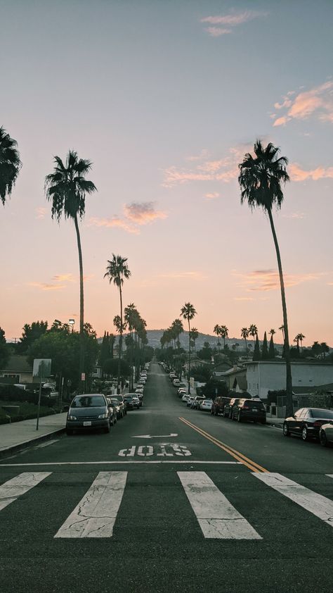 California Palm Trees Aesthetic, California Astethic, Old California Aesthetic, San Jose California Aesthetic, South California Aesthetic, California Aesthetic Wallpaper, Vintage California Aesthetic, California Background, Socal Aesthetic