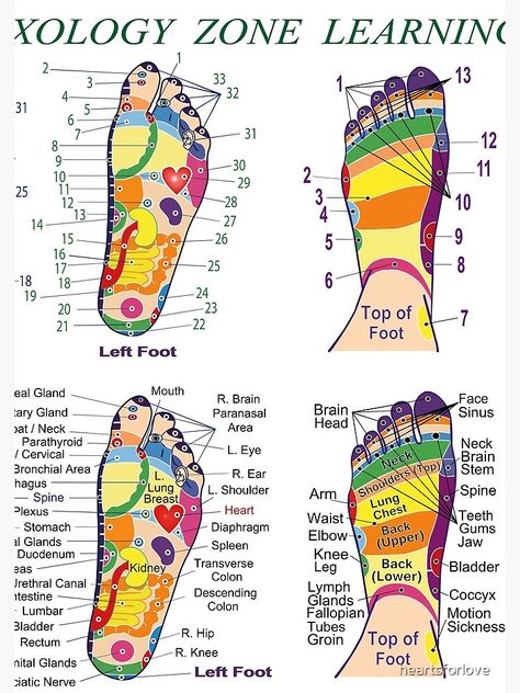 Organ Chart, Diy Spa Recipes, Reflexology Pressure Points, Anatomy Muscles, Healing Reflexology, Reflexology Foot Chart, Foot Reflexology Massage, Relaxation Tips, Medicine Notes