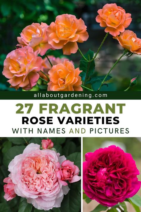 If you love strongly scented roses, you’ll want to fill your garden with this list of roses with intense perfume. In this article, our gardening expert and rose enthusiast outlines her list of the top most fragrant roses to grow in the garden! Flower Planting Guide, Lake House Landscaping, Perennial Garden Ideas, Orchids And Roses, Rose Plant Care, Front Flower Beds, Moonlight Garden, Rose Garden Design, Hillside Garden