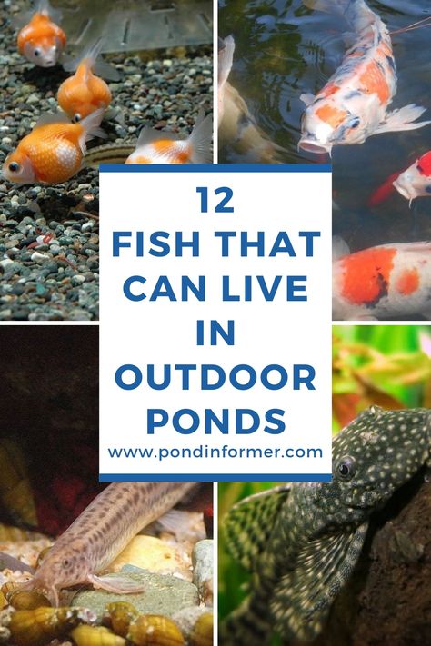 Fish Pond Ideas Small Garden, Fish Pond Landscaping, Koi Fish Pond Design, Small Backyard Fish Pond Ideas, Outdoor Fish Tank Ideas Garden Ponds, Landscaping Ponds Ideas, Building A Fish Pond, Outdoor Ponds Ideas, Container Koi Pond