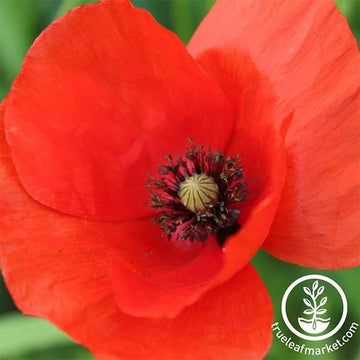 Poppy Flower Garden, Poppy Flower Seeds, Flanders Poppy, Full Sun Garden, Papaver Rhoeas, Corn Poppy, Poppy Garden, American Legion, Seed Company