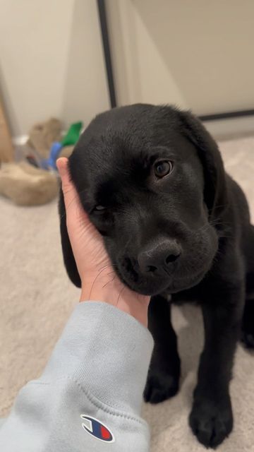 Dogs Black, Labrador Aesthetic, Black Dogs, Black Labrador Puppy, Chocolate Lab Puppies, Cute Animals Puppies, Black Labs, Black Lab Puppies, Very Cute Dogs