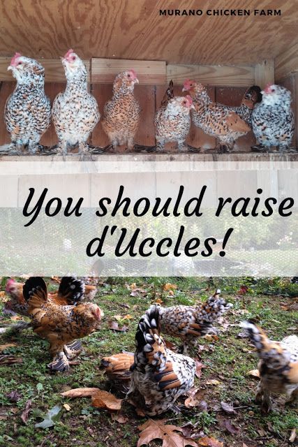 The d'Uccle chicken breed is one of the few true bantam breeds in the chicken world. I raise the Mille Fleur color. Here is everything you need to know about them. #chickens #backyardchickens #homesteading Backyard Chickens Diy, Bantam Breeds, Bantam Chicken Breeds, Chickens Backyard Breeds, Chicken Raising, Bantam Chickens, Silkie Chickens, Backyard Chicken Farming, Chickens And Ducks