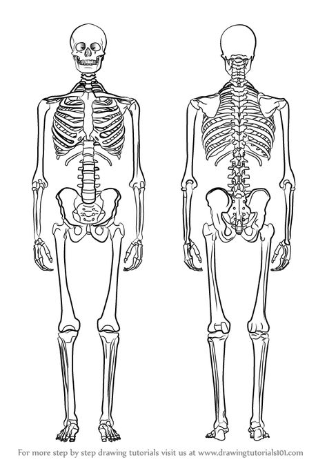 Learn How to Draw a Skeleton (Everyday Objects) Step by Step : Drawing Tutorials Skeleton Art Drawing, Draw A Skeleton, Design Quotes Art, Human Skeleton Anatomy, Skeleton Figure, Skeleton Body, Skeleton Anatomy, Skeleton Model, Skeleton Drawings