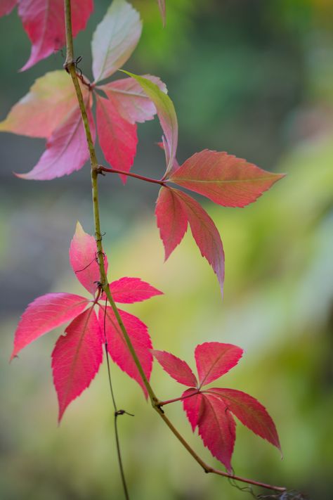 Autumn leaves by Susanne Nilsson - flickr Fall Leaf Aesthetic, Autumn Leaf Photography, Fall Leaves Photography, Wine Leaves, Colourful Leaves, Leaf Photo, Pretty Leaves, Leaves Photography, Summer Flower Arrangements