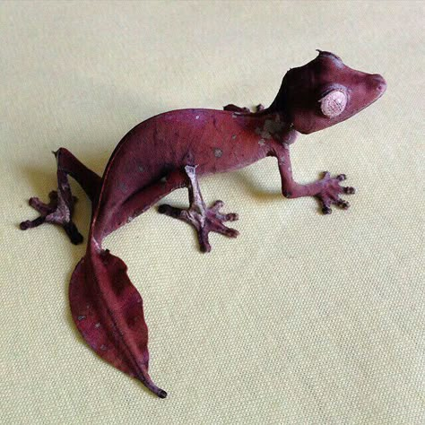 Cute Gecko, Cute Lizard, Cute Reptiles, Cool Animals, Animal Reference, Reptiles Pet, Pretty Animals, Animal References, Animal Books