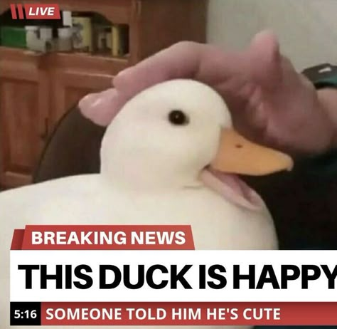 Wholesome-Heartwarming-Memes Duck Memes, Katt Grejer, Cute Ducks, Cute Ducklings, Funny Duck, Cute Small Animals, Funny Animal Jokes, A Duck, Silly Animals