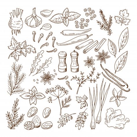 Hand drawn illustrations of different herbs and spices. vector pictures set isolate on white Premium Vector Spices Vector, Recipe Drawing, Drawing Journal, Drawing Simple, Kawaii Doodles, Logo Background, Graphic Editing, Herbs And Spices, Food Illustration