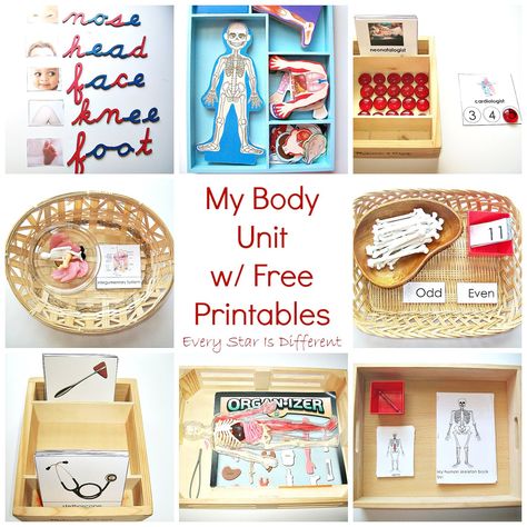 Every Star Is Different: My Body Unit w/ Free Printables from Every Star Is Different Preschool Body Theme, Human Body Unit Study, Body Preschool, Human Body Activities, Montessori Science, Human Body Unit, Montessori Lessons, Montessori At Home, Montessori Ideas