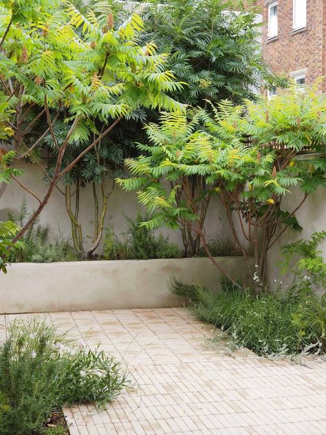 Alexandra Noble Design | Award Winning Garden and Landscape Designer working across London and further afield Courtyard Plants, Small Urban Garden, Small City Garden, Dutch Gardens, Small Courtyard Gardens, Courtyard Gardens Design, Garden Paving, Courtyard Gardens, London Garden