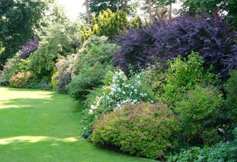 Garden Shrubs Border, Mixed Shrub Border, Mixed Tree Border, Mixed Borders Gardens, Tree And Shrub Border, Shrub Border Ideas, Border Garden Design, Mixed Shrub Border Landscape Design, Mixed Hedge Border