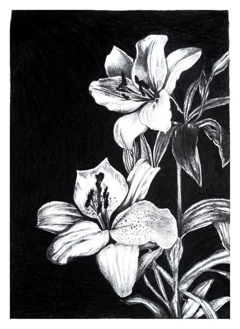 It's a charcoal art in detailed. Every each of part is really draw in detail..save and try as a reference Flower Charcoal Drawing, Charcoal Flower Drawing, Charcoal Flowers, Realistic Flower Drawing, Flower Bouquet Drawing, Black Canvas Art, Flower Elements, Black Paper Drawing, Art Charcoal